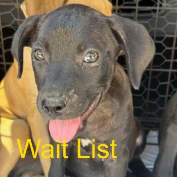 Egga -  Black Mouth Cur Dog for Adoption in Livingston, Texas - Egga | PetCurious