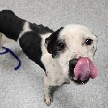 American Staffordshire Terrier Dogs Available for Adoption in Grand Rapids, Michigan - Newspaper | PetCurious