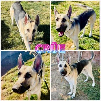 Rescue German Shepherd Dog and Husky Dogs for Adoption in St. George, Utah - Crue | PetCurious