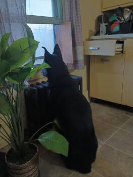 German Shepherd Dog and Terrier Dogs Available for Adoption - Jet | PetCurious