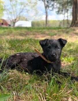 Airedale Terrier and Labrador Retriever Dogs Available for Adoption - Thor | PetCurious