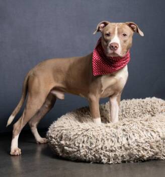 Juggernaut -  Mixed Breed Dog for Adoption in Atlanta, Georgia - Juggernaut | PetCurious