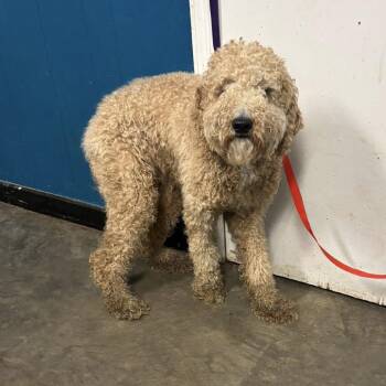 Golden Retriever and Poodle Dogs Available for Adoption in Enterprise, Alabama - Oscar | PetCurious