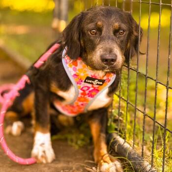 Cammie -  Beagle and Dachshund Dog for Adoption in Springboro, Ohio - Cammie | PetCurious