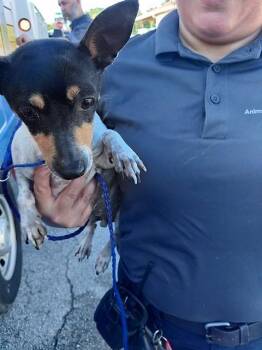 Chihuahua and Mixed Breed Dogs Available for Adoption in Fort Lauderdale, Florida - SNOOPY | PetCurious