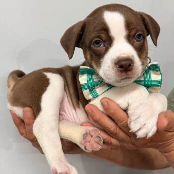 Boston Terrier Dogs Available for Adoption in Glocester, Rhode Island - Karl | PetCurious