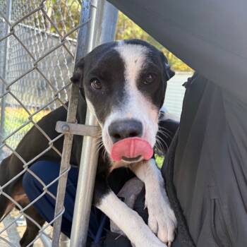 Rescue Mixed Breed Dogs for Adoption in Columbus, Georgia - 11/12/2025-Stray-MaconRoad-2 | PetCurious