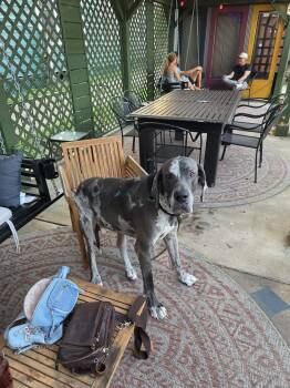 Axel -  Great Dane Dog for Adoption in Pensacola, Florida - Axel | PetCurious