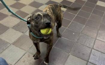 Dusse -  Mixed Breed Dog for Adoption in New York, New York - Dusse | PetCurious