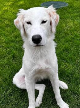 Buddy -  Mixed Breed and Golden Retriever Dog for Adoption in Bellingham, Washington - Buddy | PetCurious