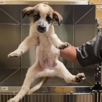 Stripes -  Cattle Dog Dog for Adoption in Norman, Oklahoma - Stripes | PetCurious
