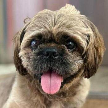 Rescue Shih Tzu Dogs for Adoption in Toronto, Ontario - Benji | PetCurious