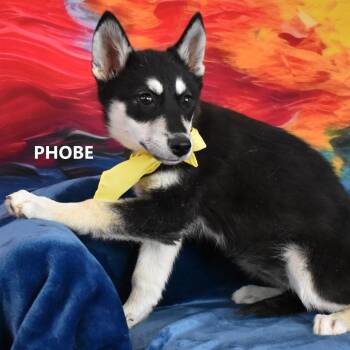 Maxey -  Husky and Mixed Breed Dog for Adoption in Yuma, Arizona - Maxey | PetCurious