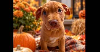 AMBER -  American Bulldog and Mixed Breed Dog for Adoption in Thompson, Pennsylvania - AMBER | PetCurious