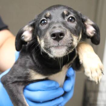 Polka Dot -  Black Mouth Cur and Mixed Breed Dog for Adoption in Cleveland, Mississippi - Polka Dot | PetCurious