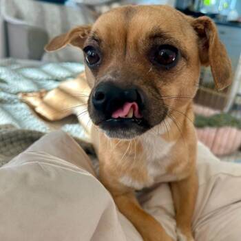 Sussie Q -  Mixed Breed and Pug Dog for Adoption in San Diego, California - Sussie Q | PetCurious