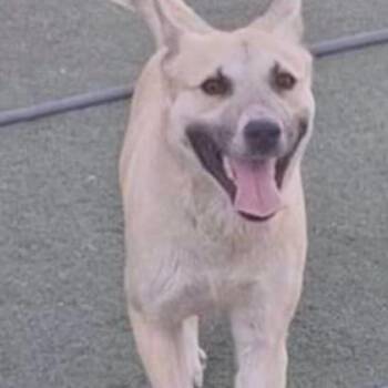 Isen* -  Shepherd and Mixed Breed Dog for Adoption in El Paso, Texas - Isen* | PetCurious