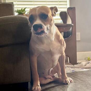 Esperanza -  Boxer and Pit Bull Terrier Dog for Adoption in Houston, Texas - Esperanza | PetCurious