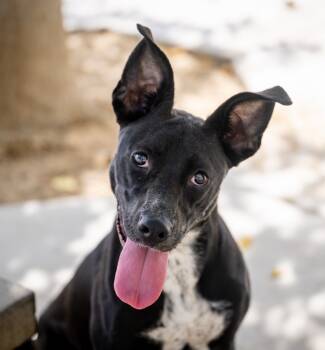 Rescue Labrador Retriever and Pit Bull Terrier Dogs for Adoption in Twentynine Palms, California - Rose | PetCurious