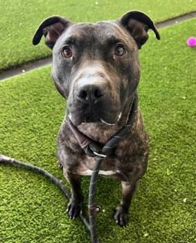 Mixed Breed Dogs Available for Adoption - Koori | PetCurious