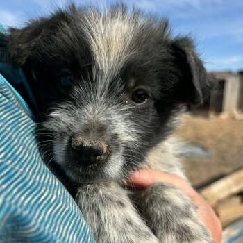 Wirehaired Terrier and Australian Cattle Dog Blue Heeler Dogs Available for Adoption in Scottsdale, Arizona - Wilbur | PetCurious