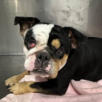 Piper -  English Bulldog Dog for Adoption in Chico, California - Piper | PetCurious