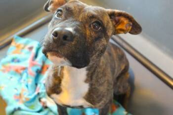 Rescue Mixed Breed Dogs for Adoption in New Orleans, Louisiana - Stefan | PetCurious