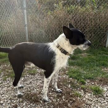 Clyde *Available Soon* -  Terrier and Mixed Breed Dog for Adoption in Dover, New Hampshire - Clyde *Available Soon* | PetCurious