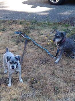 Rescue Miniature Schnauzer Dogs for Adoption in Lake Cowichan, British Columbia - Bonded Pair - Dora And Razzy | PetCurious