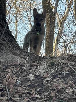 Pumi Dogs Available for Adoption in Minneapolis, Minnesota - Miss Piggy | PetCurious