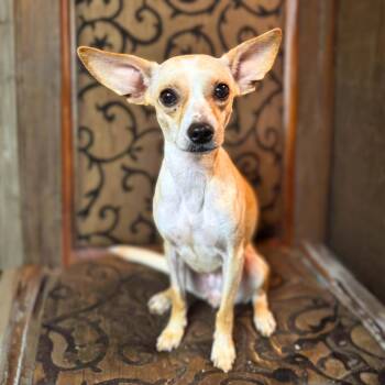 Rescue Chihuahua Dogs for Adoption in New York, New York - Whiteout | PetCurious