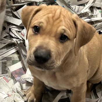 Miles -  Mixed Breed Dog for Adoption in Dekalb, Illinois - Miles | PetCurious
