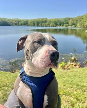 Rescue Pit Bull Terrier Dogs for Adoption in Princeton, Massachusetts - Big Daddy - Local | PetCurious