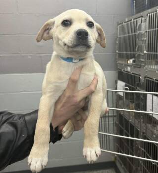 Labrador Retriever Dogs Available for Adoption - Mia | PetCurious