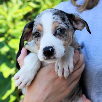 CT Sizzle avail Aug 15 (Tractor Supply- Putnam, CT) -  Australian Shepherd and Mixed Breed Dog for Adoption in Stormville, New York - CT Sizzle Avail Aug 15 (Tractor Supply- Putnam, CT) | PetCurious
