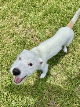 Buttercup Coconut Toy Story -  Jack Russell Terrier and Labrador Retriever Dog for Adoption in Friendswood, Texas - Buttercup Coconut Toy Story | PetCurious