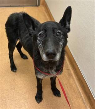 German Shepherd Dog and Mixed Breed Dogs Available for Adoption in Martinez, California - PUMA | PetCurious