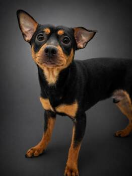 Scooter -  Chihuahua and Mixed Breed Dog for Adoption in Bowling Green, Kentucky - Scooter | PetCurious