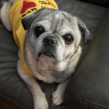 Mumford -  Pug Dog for Adoption - Mumford | PetCurious
