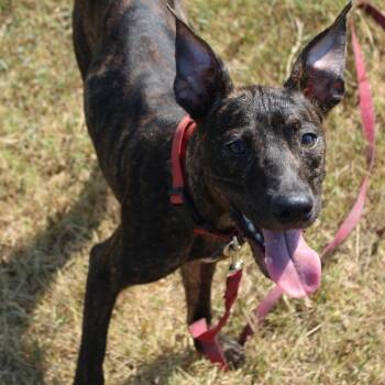 Corndog -  Terrier and Feist Dog for Adoption in Hattiesburg, Mississippi - Corndog | PetCurious