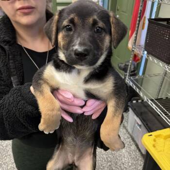 Cindy aka Cinderella -  Hound Dog for Adoption in Lagrange, Georgia - Cindy Aka Cinderella | PetCurious