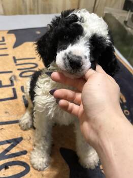 TITO -  Standard Poodle Dog for Adoption in Fosters, Alabama - TITO | PetCurious