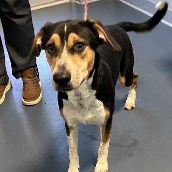 Hound Dogs Available for Adoption in Greensboro, North Carolina - C-3PO | PetCurious