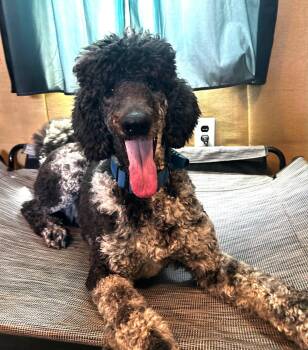 Standard Poodle Dogs Available for Adoption - Magnus Feb 26 | PetCurious