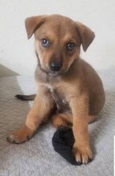 Shepherd and Australian Cattle Dog Blue Heeler Dogs Available for Adoption in Winter Park, Colorado - Jeremiah | PetCurious