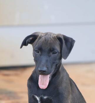 Addison -  Labrador Retriever and Whippet Dog for Adoption in Madisonville, Texas - Addison | PetCurious