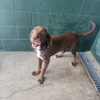 Bloodhound and Labrador Retriever Dogs Available for Adoption in Carencro, Louisiana - Buckshot | PetCurious