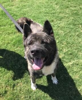 Rescue Akita Dogs for Adoption in Lubbock, Texas - Neiko | PetCurious