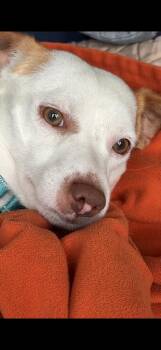 Mixed Breed and Chihuahua Dogs Available for Adoption in Valley Stream, New York - Peter | PetCurious