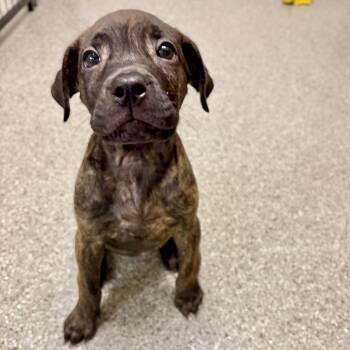Grumpy -  Mastiff and Pit Bull Terrier Dog for Adoption in Fullerton, Pennsylvania - Grumpy | PetCurious